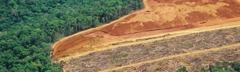 Instead of deforrestation .. why not buy NZ Hardwood